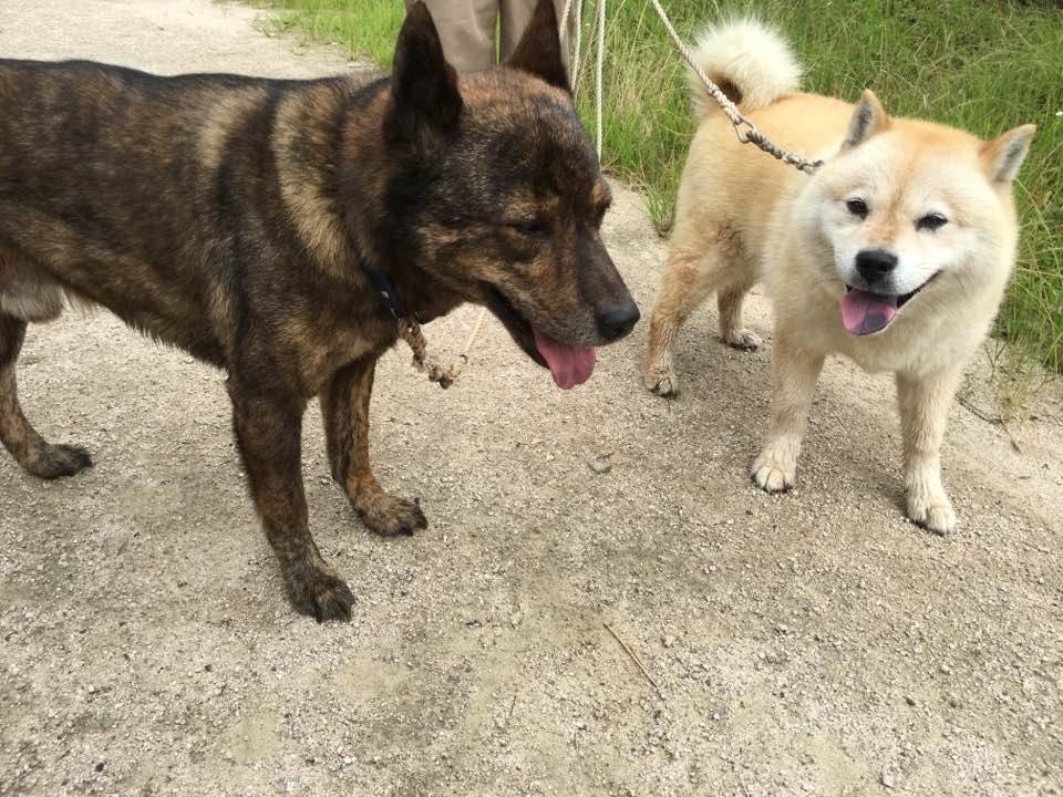 ミドさんの進めば道はひら くブログ 公園で散歩中の甲斐犬と北海道犬の老犬を連れたご老人に遭遇