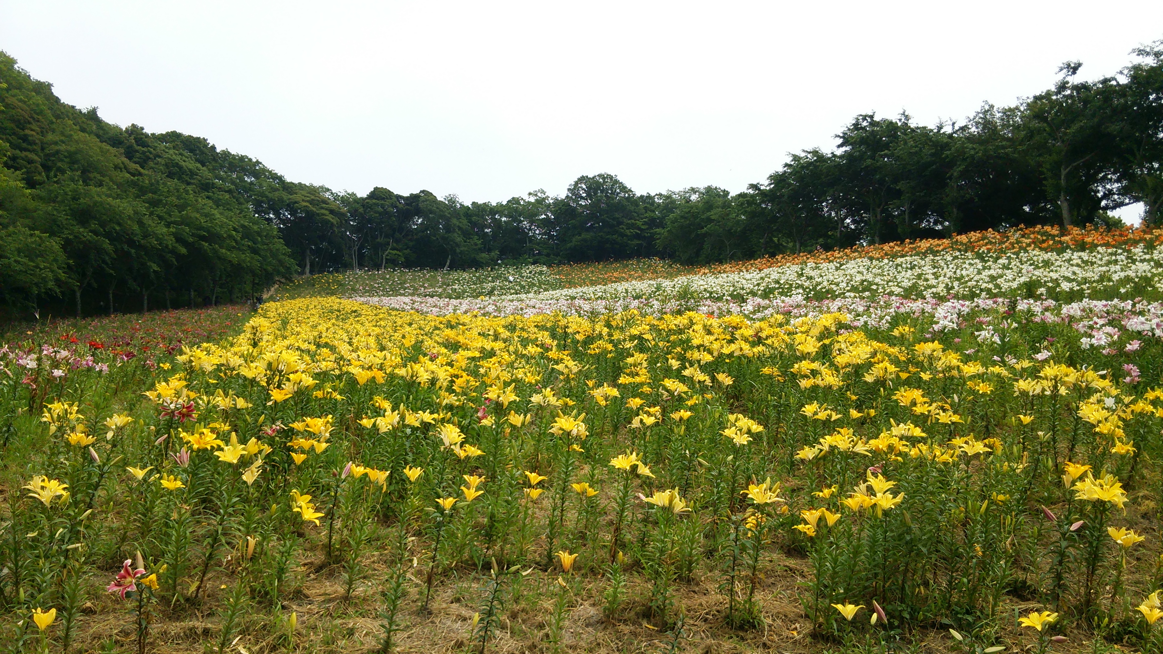 愛知県と東海地方をこよなく愛するページ 静岡のお出かけスポット 可睡ゆり園 静岡県