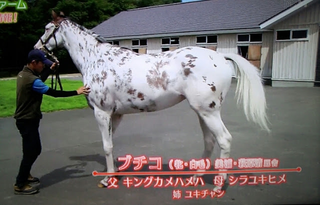 競馬場にgo ブチコ ラブ