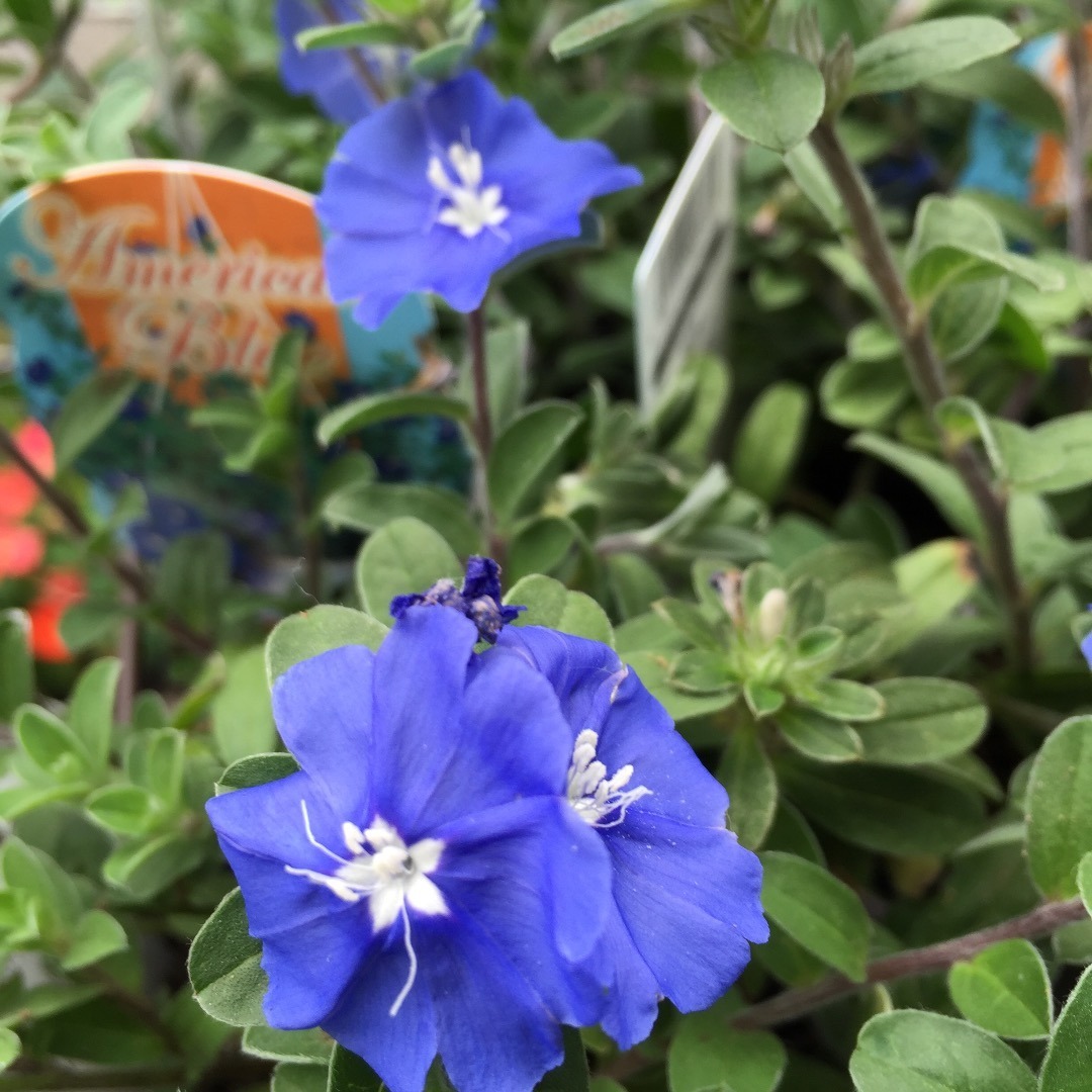 緑と花とガーデニング 強い夏の花アメリカンブルー