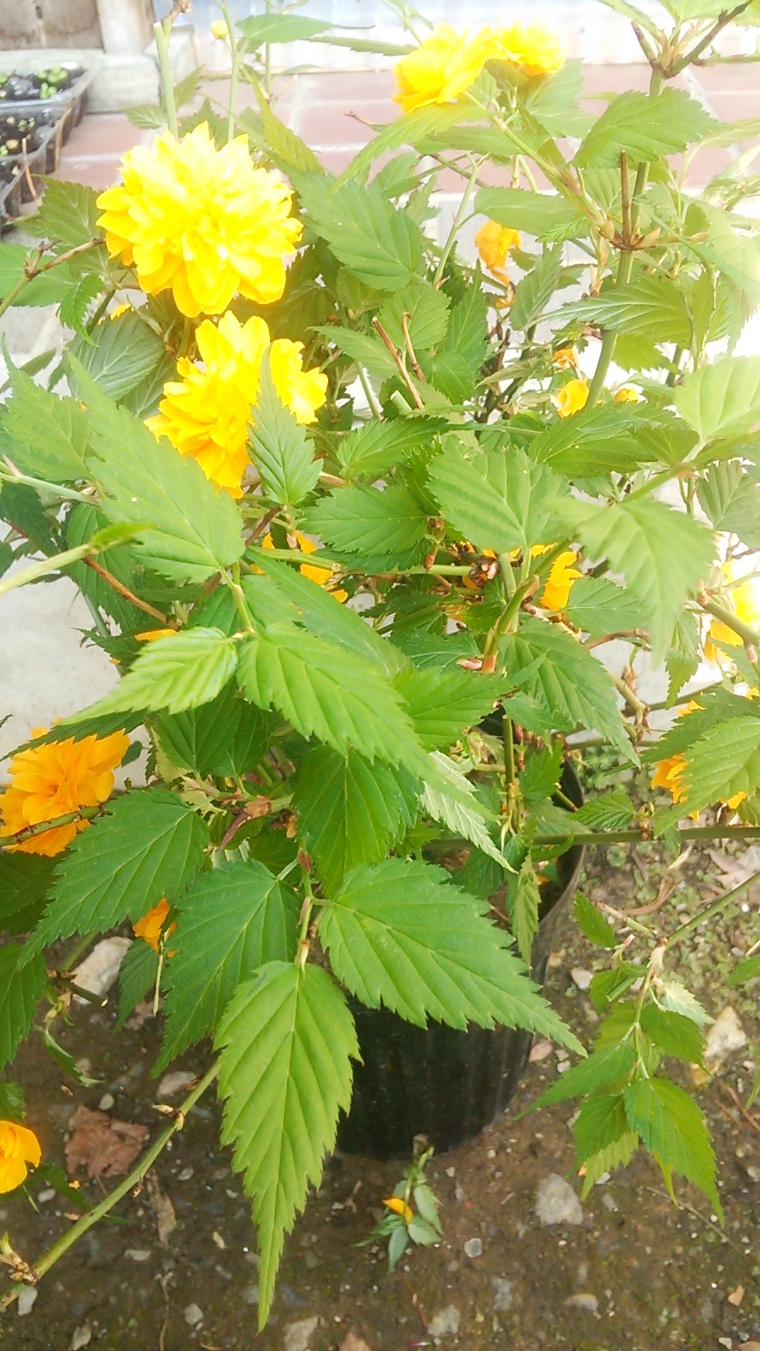 Nakaの楽しく生活40代主婦 鮮やかな黄色の花がかわいい 八重山吹の鉢植えに挑戦