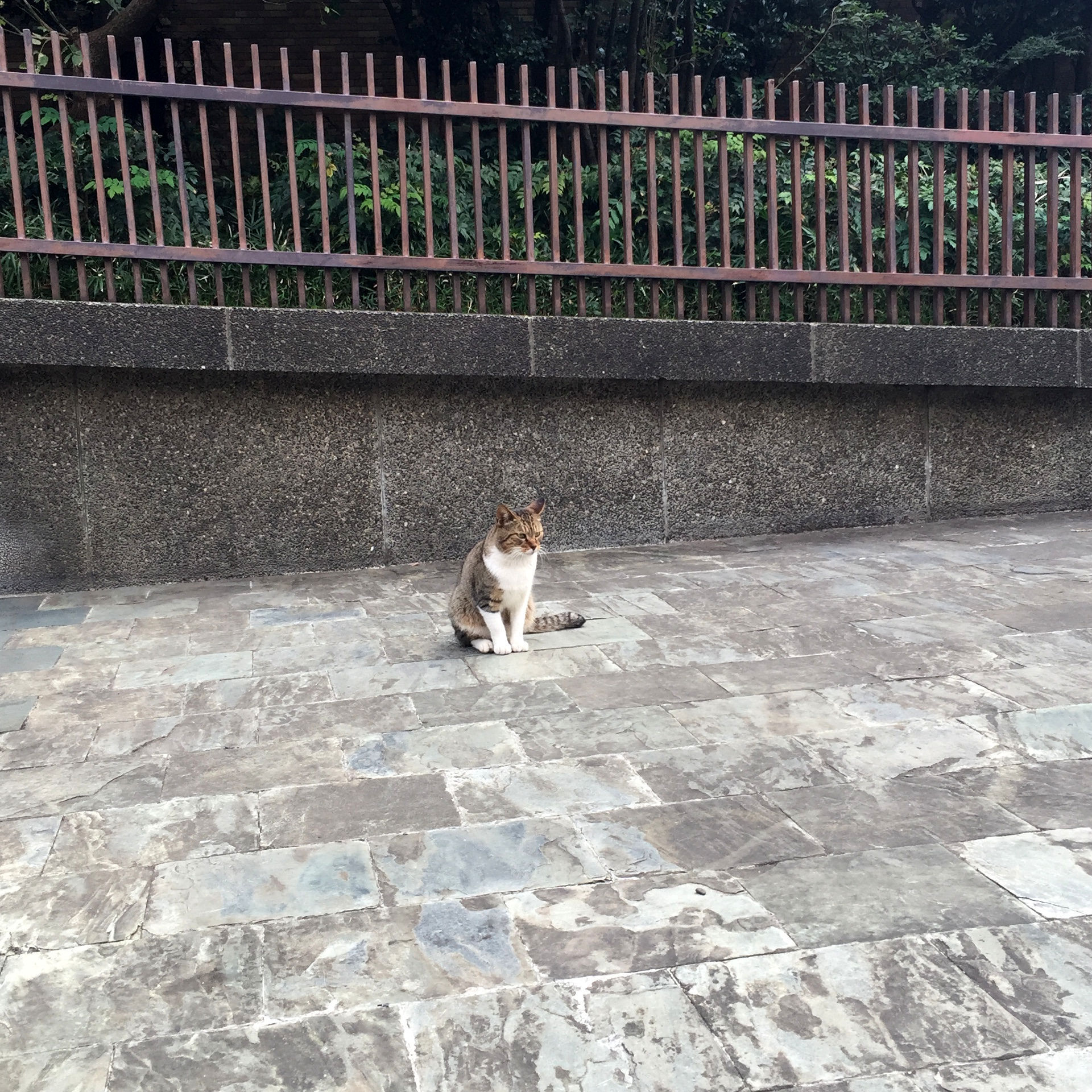 まったり猫写真 公園猫 東池袋中央公園 4