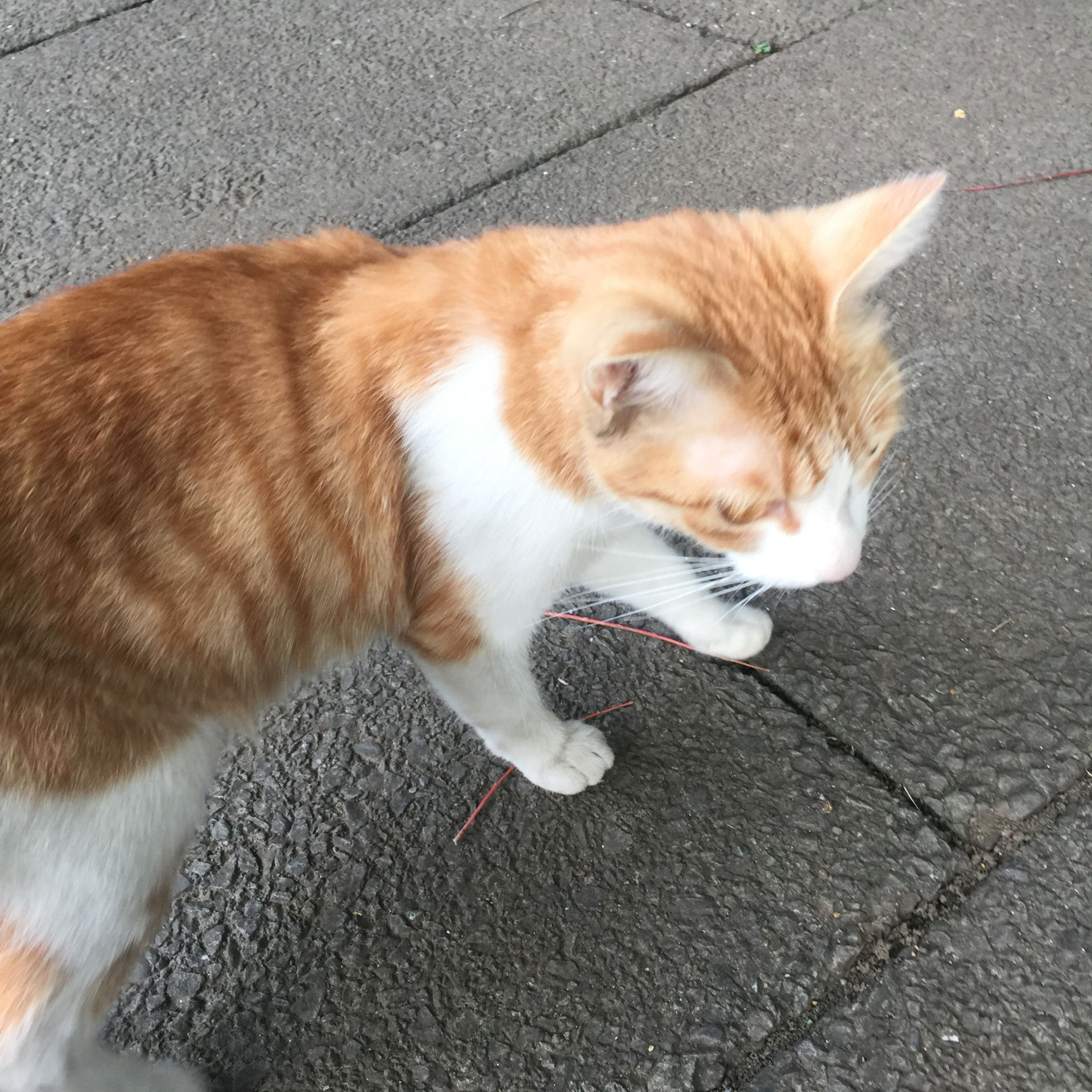 まったり猫写真 公園猫 東池袋中央公園 6