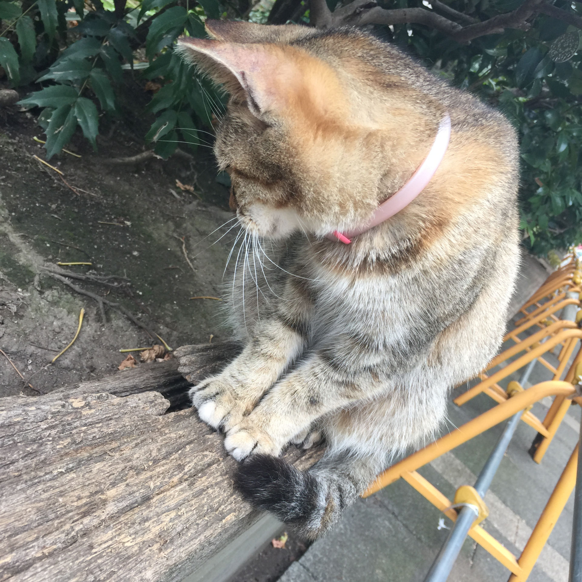 まったり猫写真 公園猫 東池袋中央公園 10