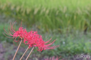 彼岸花と稲