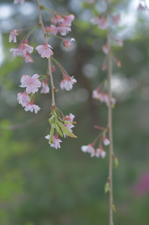 庭のしだれ桜.jpg