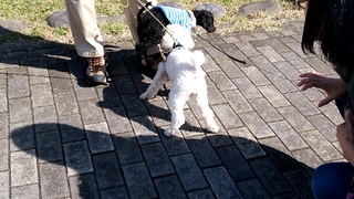犬の散歩.jpg
