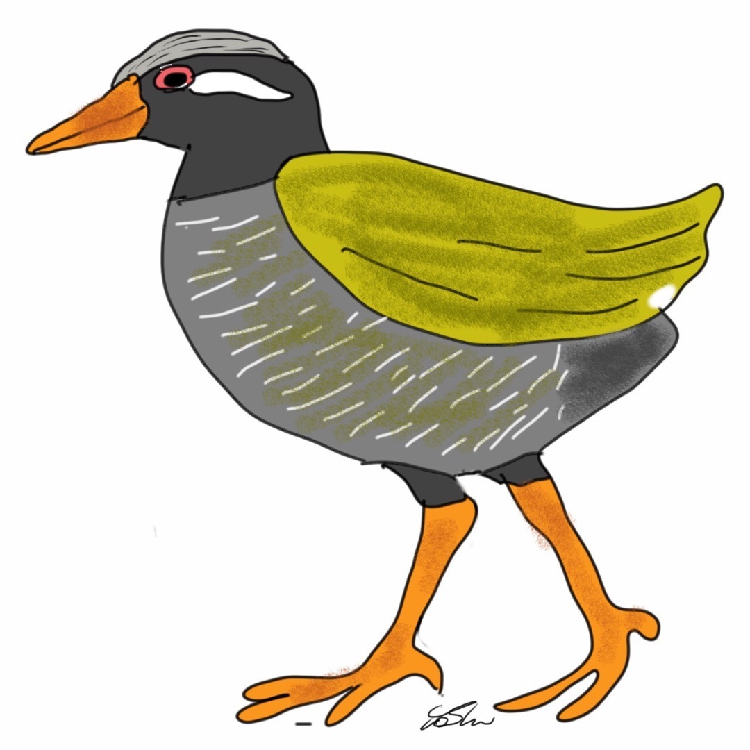 オグさんワールド ヤンバルクイナ 山原水鶏 は 飛べない鳥なんです