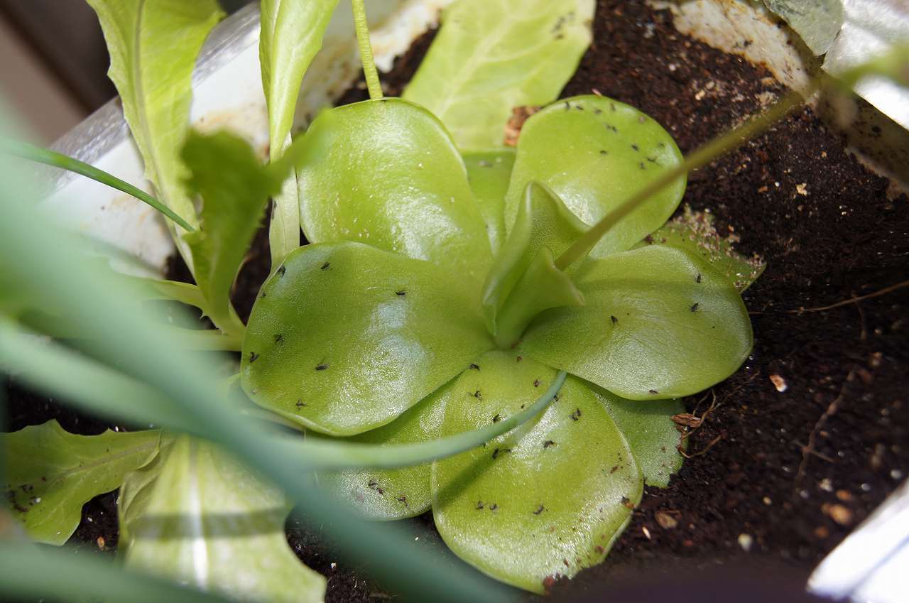 コバエ 食 虫 植物