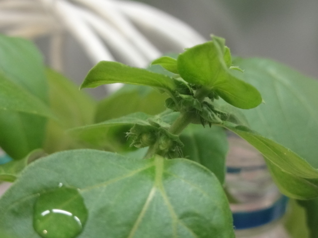 ヌードル交差点 楽麺 楽料理しよ バジルの花芽