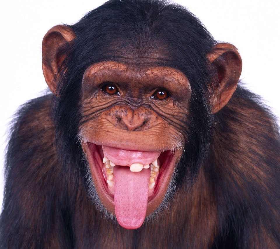 パサ店舗 英研究チームがチンパンジーの手話を一部解読