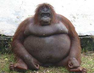 really-fat-animals-omg-cute-things-082612-04.jpg