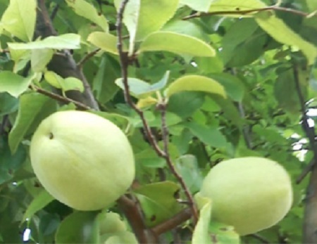 ク イ ズ の 答 え 合 わ せ 長野県が生産量１位の セイヨウカリン とも呼ばれる果物は