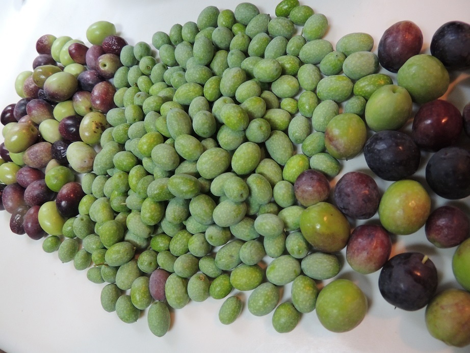 手作り料理とハーブガーデニング ベランダで育てたオリーブの実を収穫しました 3種類合計565g 3つのコツで簡単オリーブの塩漬け