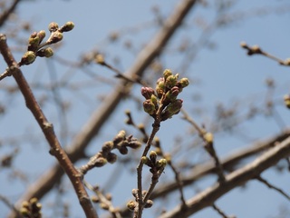 横浜近郊で撮影した桜の蕾(3月25日)