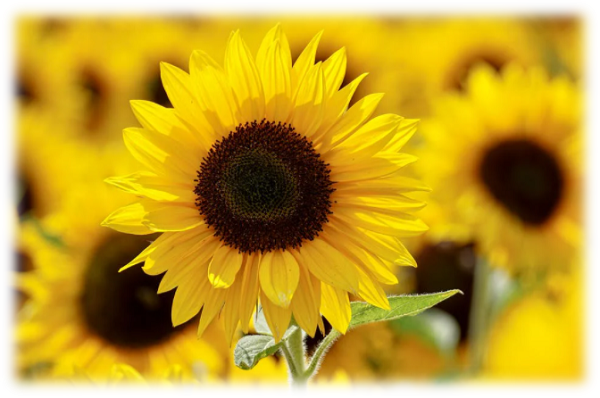 sunflower1.png