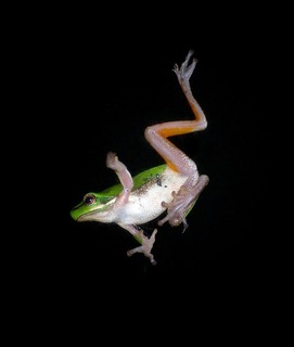 02 24  tree-frog-425084_960_720.jpg