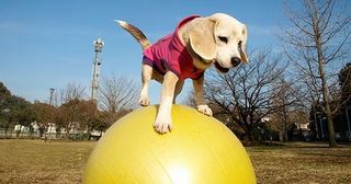 犬のこと 猫のこと 日々想うこと チューバッカのモデルは犬