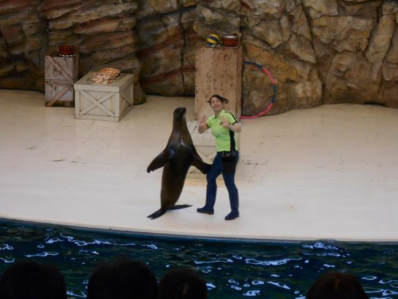 4鳥羽水族館のアシカショー.JPG