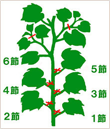 キュウリ 摘芯 キュウリ