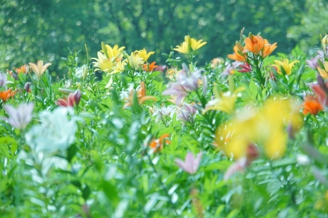 県内有数のユリの名所 ところざわのゆり園 所沢市 埼玉県の市町村でオリジナルグッズを作ってみた