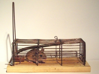 2005_mousetrap_cage_1.jpg