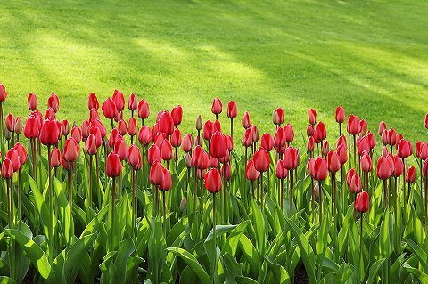 s-tulips-21620_960_720.jpg