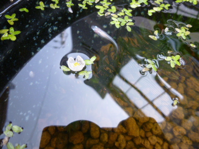 薩摩のメダカ屋さん アナカリスの花