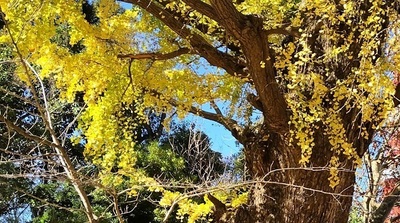 Big-Ginkgo-Shiba-Toshogu-Shrine.JPG