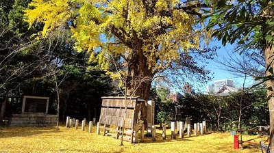 Sacred-Tree- Shiba-Toshogu.JPG