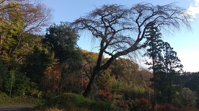 Sakura-Late-Autumn.JPG