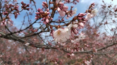 Takato-Castle-cherry-blossoms.JPG