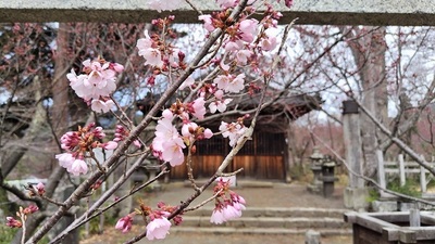 Takato-cherry-blossoms.JPG