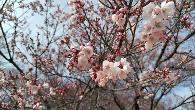 Takatojo-cherry-blossoms.JPG