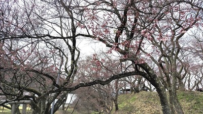 Takatojoshikoen-Sakura.JPG