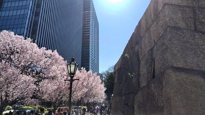castle-cherry-blossoms.JPG