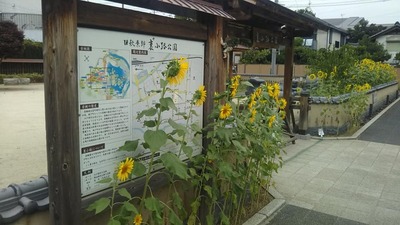 shirononagori469 (4).jpg