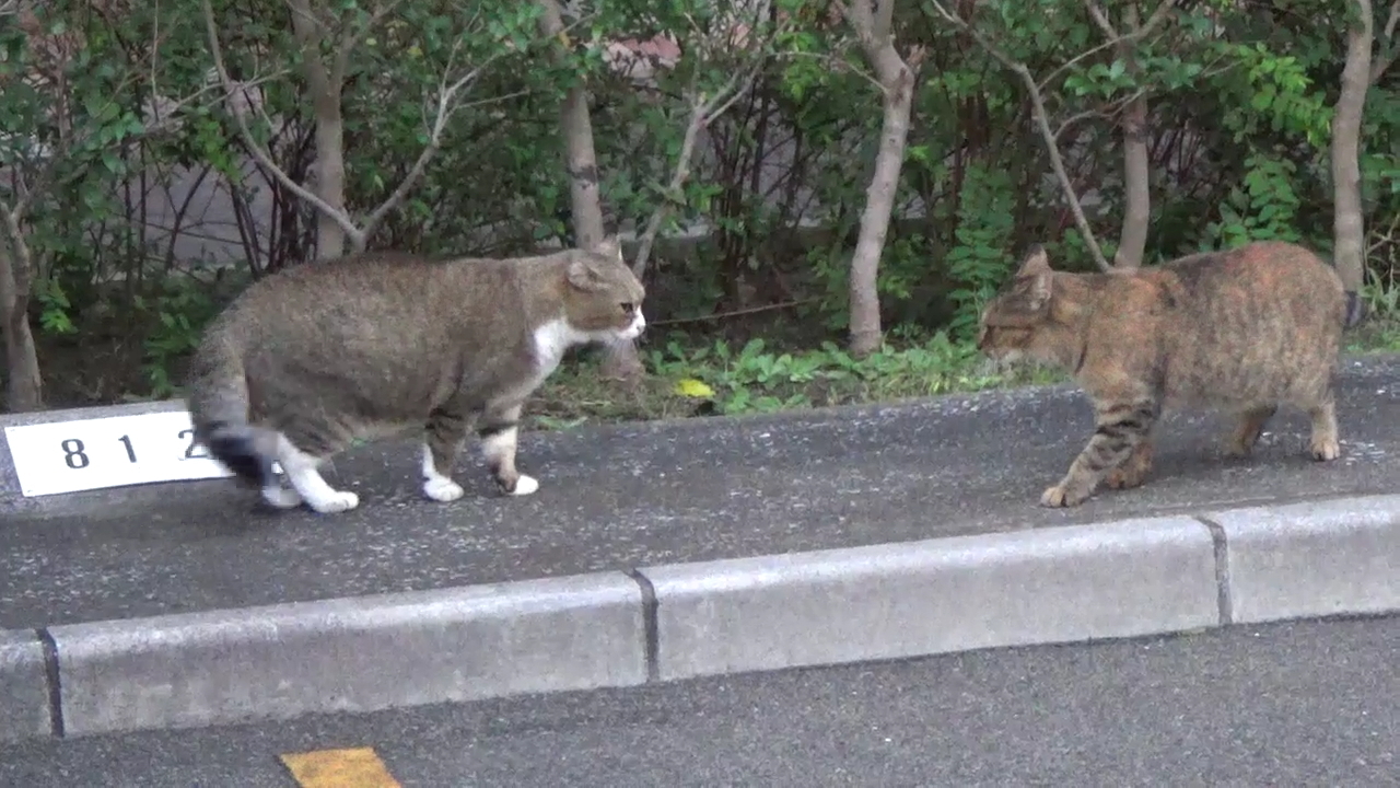 とある公園の野良猫達 カギ尻尾の猫が大喧嘩