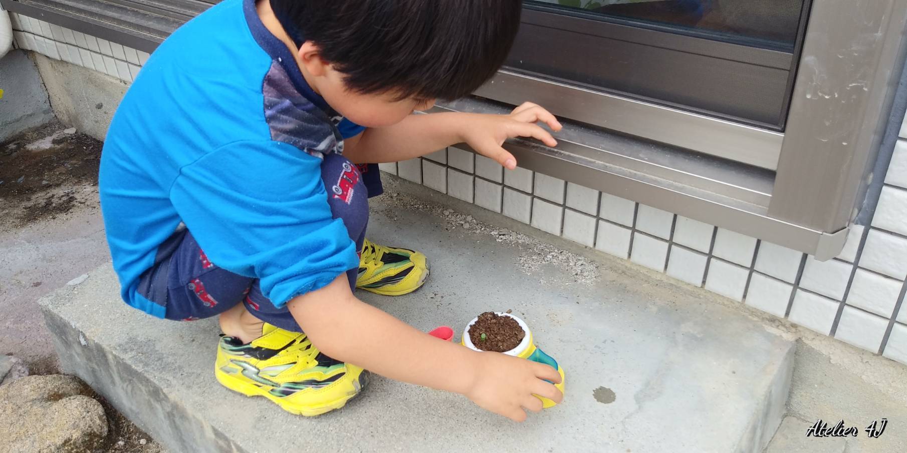 アラフィスママ 幼稚園児子育てリアルタイム進行中 おじぎそう栽培セット