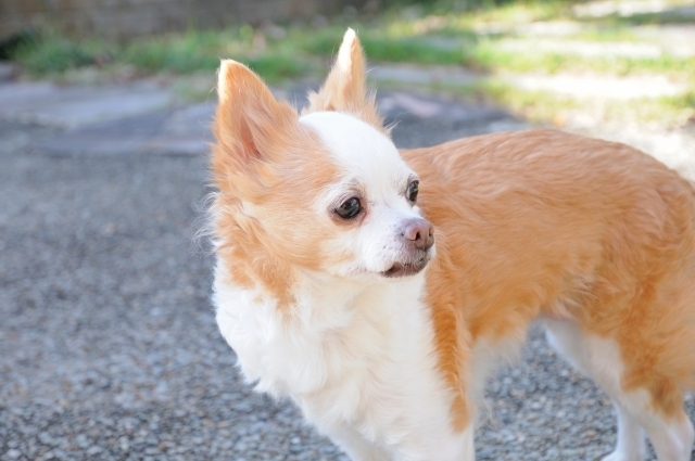 資格の扉 老犬介護士資格って何 取得するために出来る事や 役立つ仕事をご紹介