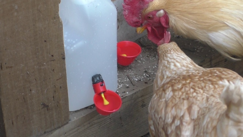 鶏の自動給水器をつくる | うこにわ 鶏と烏骨鶏