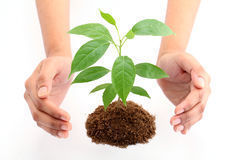 hands-protecting-baby-plant-green-isolated-white-background-34807439.jpg