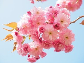 cherry-blossom-1260641_640.jpg