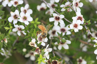 Bee-NewZealand-Manola15.jpg