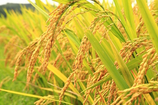 golden-rice.jpg