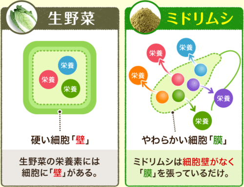 英語学習と健康が気になるオジサンのブログ 今話題のミドリムシと酵素でキレイを実感