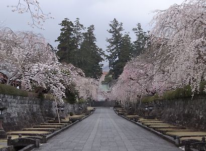 気ままにブログ 大石寺の桜を観に