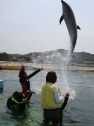 dolphin-187x250.jpg