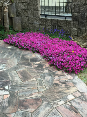 いいことばかりはありゃしない 芝桜