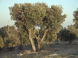 250px-Olea_europaea_subsp_europaeaOliveTree.jpg